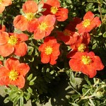 Potentilla fruticosa Red Ace