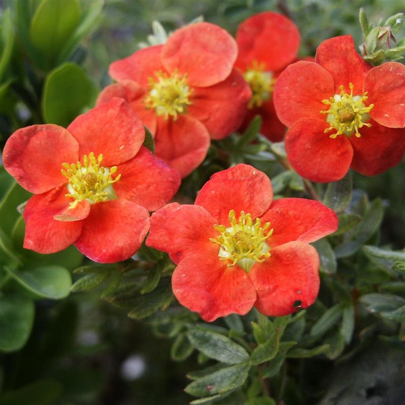 Potentilla fruticosa Marian Red Robin