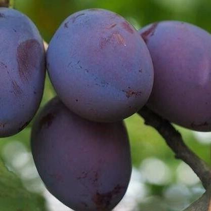 Prunus domestica Pressident