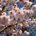 Prunus Accolade