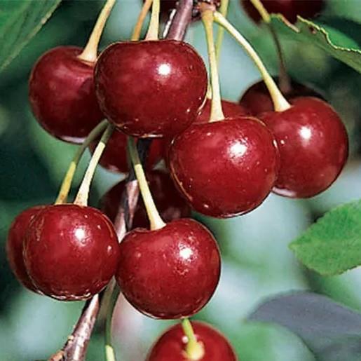 Prunus cerasus Érdi Bötermö