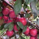 Prunus cerasifera Hollywood