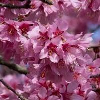 Prunus x Okame