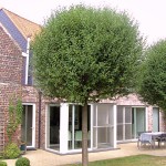 Prunus fruticosa Globosa