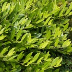 Prunus laurocerasus Grüner Teppich (syn. Green Carpet)