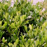 Prunus laurocerasus Mano