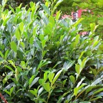 Prunus laurocerasus Reyvaanii
