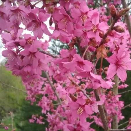 Prunus serrulata Captain Collingwood Ingram
