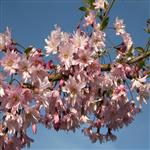 Prunus subhirtella Fukubana