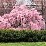 Prunus subhirtella Pendula Plena Rosea