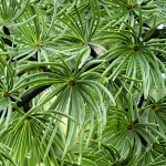 Pseudolarix amabilis (P. kaempferii)