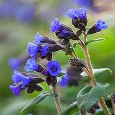 Pulmonaria Blue Ensign