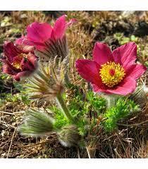 Pulsatila vulgaris Rote Glocke