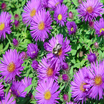 Aster novae-anglie Purple Dome