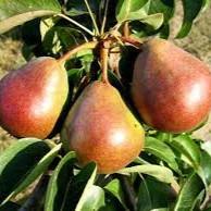 Pyrus communis Decora