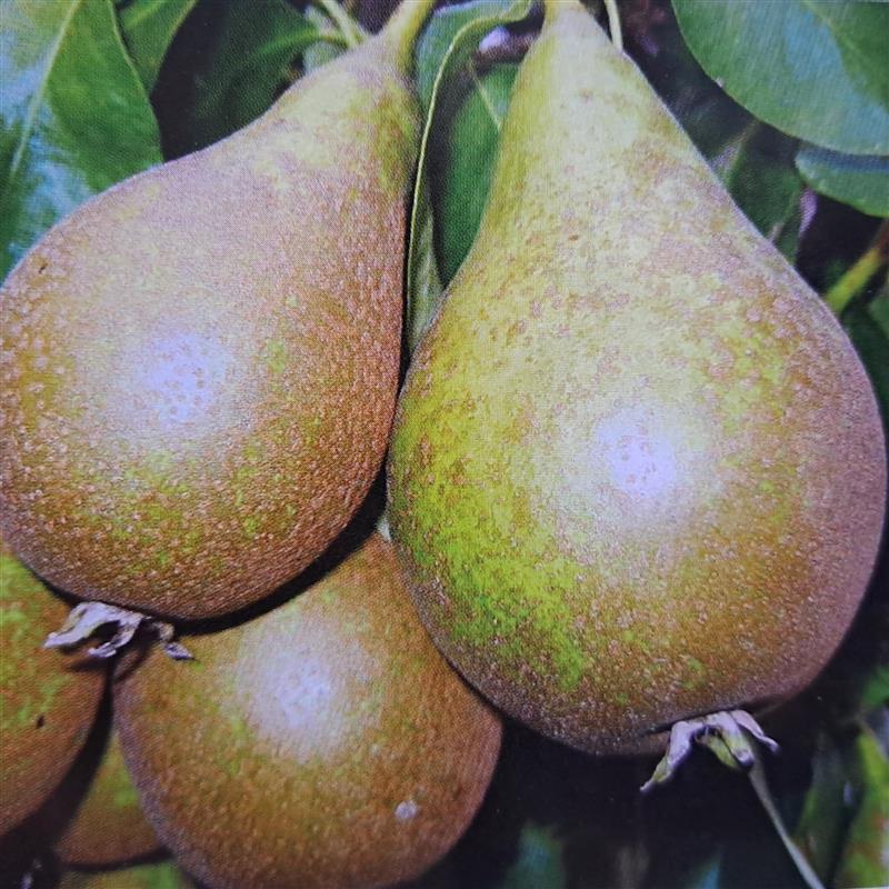 Pyrus communis Konference