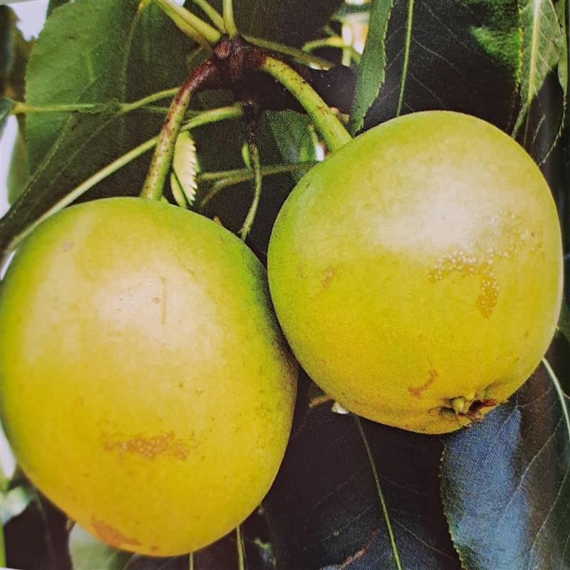 Pyrus pyrifolia Julka