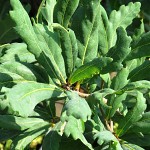 Quercus turneri var. pseudoturneri