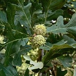 Quercus macrocarpa
