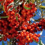 Hippophae rhamnoides Krasavice
