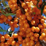 Hippophae rhamnoides Sluníčko