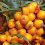 Hippophae rhamnoides Friesdorfer Orange