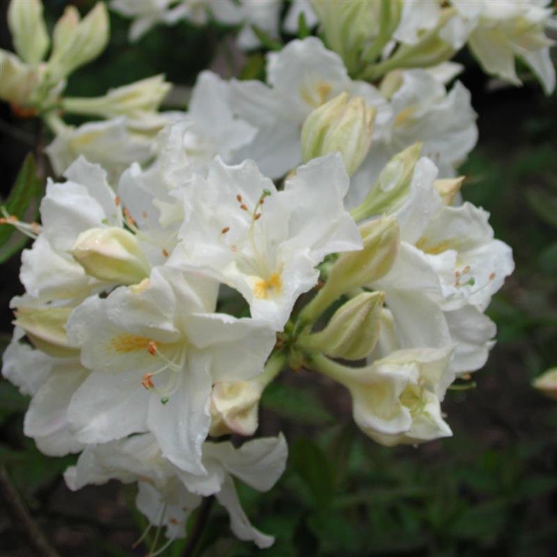 Rhododendron Knap Hill Oxydol