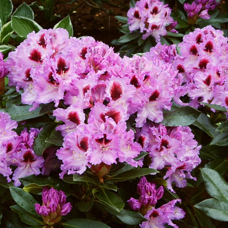 Rhododendron hybridum Kabarett
