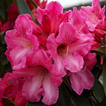 Rhododendron hybridum Rote Francis
