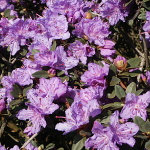 Rhododendron impeditum Ramapo