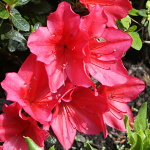 Rhododendron obtusum Arabesk