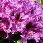 Rhododendron hybridum Azurro