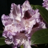 Rhododendron hybridum Blue Peter