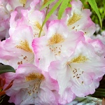 Rhododendron hybridum Brigitte