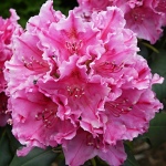 Rhododendron hybridum Claudine