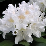 Rhododendron hybridum Cunningham´s White