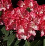 Rhododendron yakushimanum Fantastica