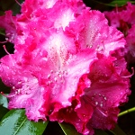 Rhododendron hybridum Germania