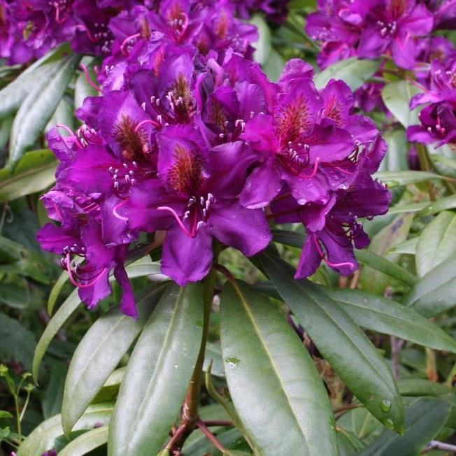 Rhododendron hybridum Marcel Menard