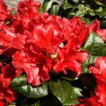 Rhododendron repens Scarlet Wonder