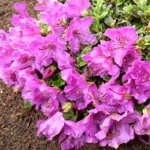 Rhododendron keleticum