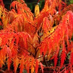 Rhus typhina Dissecta