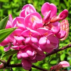 Robinia x margaretta Georgia da Torino