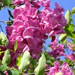 Robinia x margaretta Pink Cascade (syn. Casque Rouge)