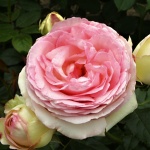 Rosa hybr. (A)  Pierre de Ronsard (syn. Eden Rose 88)