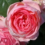 Rosa hybr. (A)  Flora Olomouc (syn. Kölner Flora, Flora Colonia )