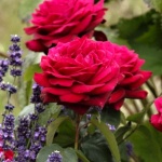 Rosa hybr. (A)  Gräfin Diana