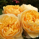 Rosa hybr. (A)  Graham Thomas