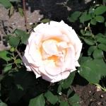 Rosa hybr. (PN)  Grand Mogul