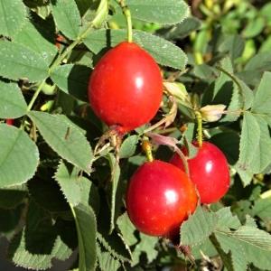 Rosa villosa Karpatia